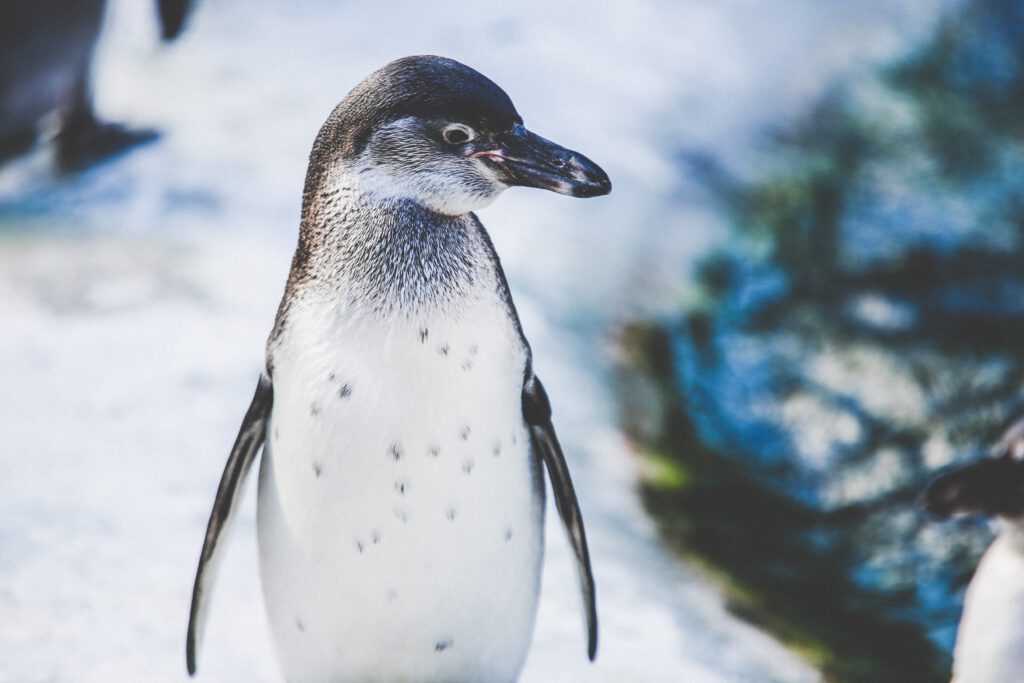Antarctica