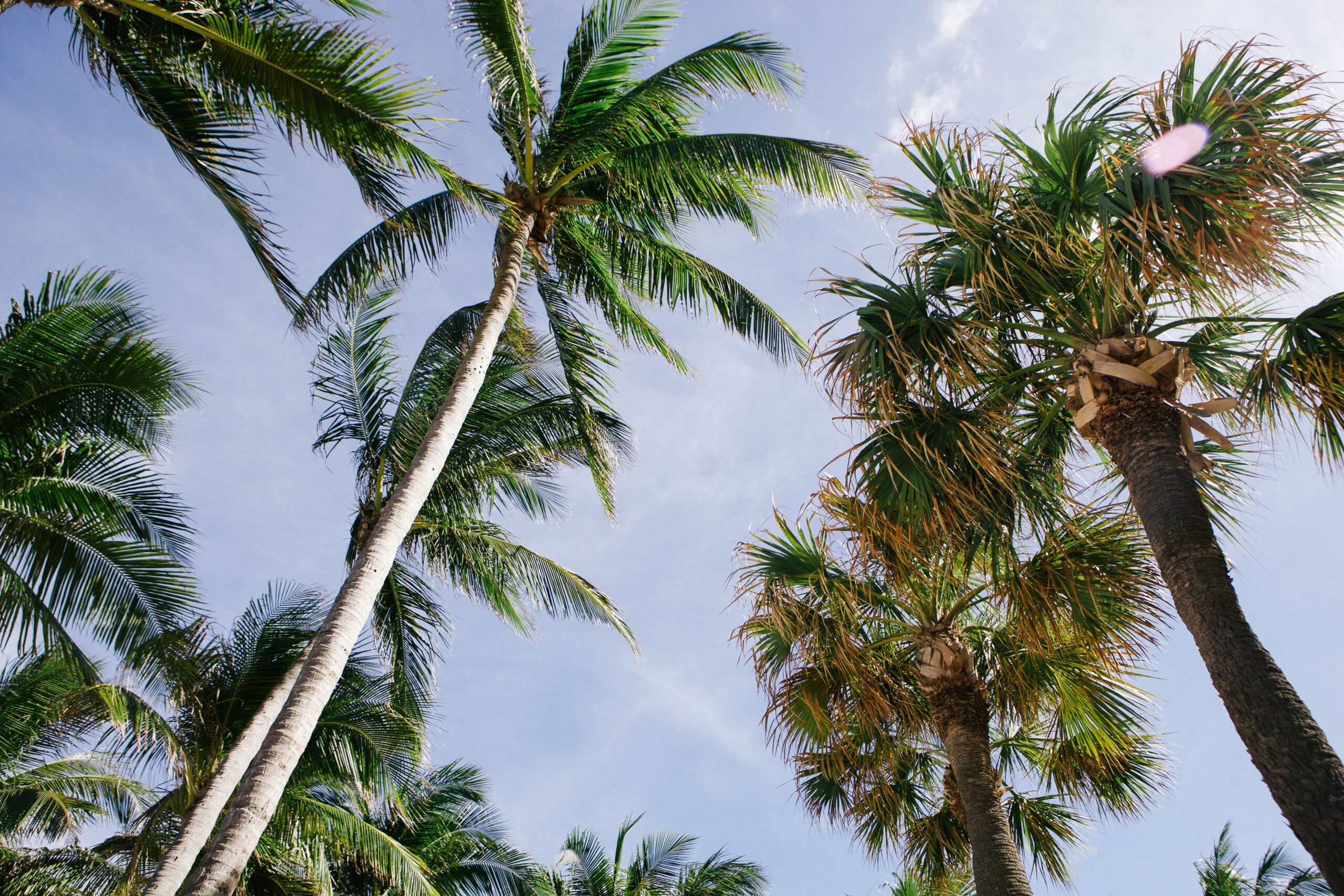 The Caribbean