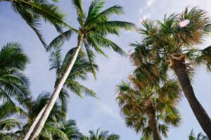 Blog post 6